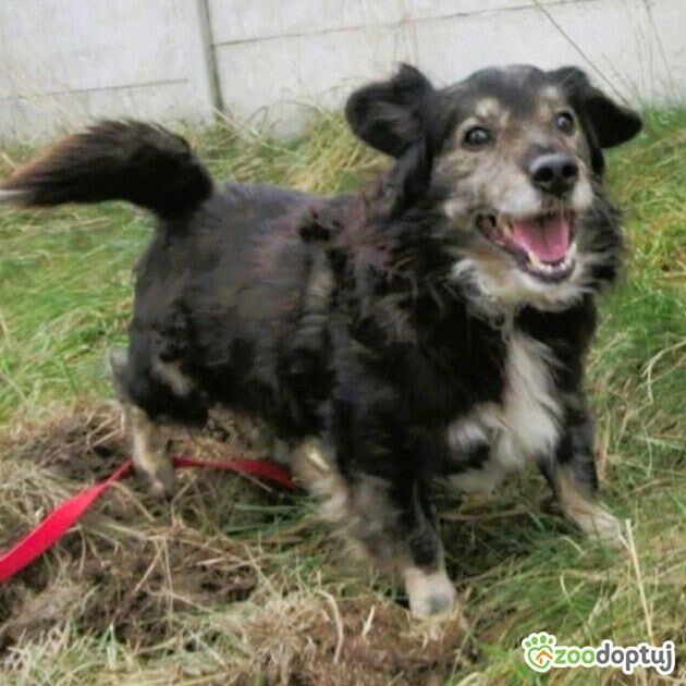 POLDEK - staruszek wyrzucony jak śmieć szuka domu