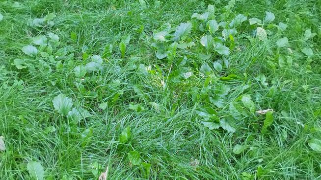 PILNIE Sprzedam Działkę Rekreacyjną