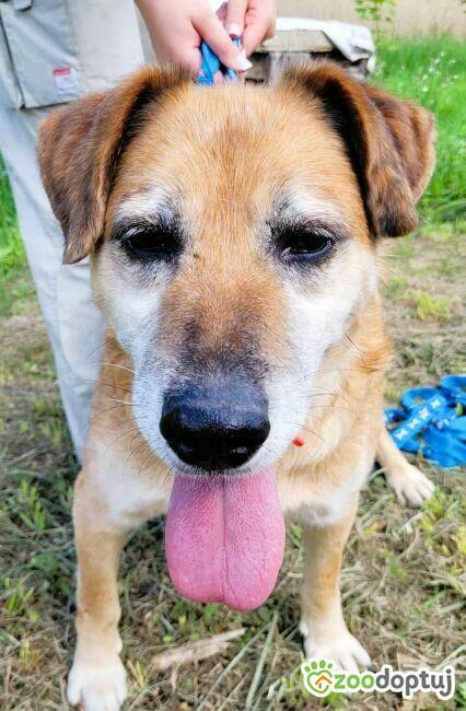 WICIO - kochany psiak szuka najlepszego domu