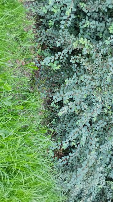 PILNIE Sprzedam Działkę Rekreacyjną