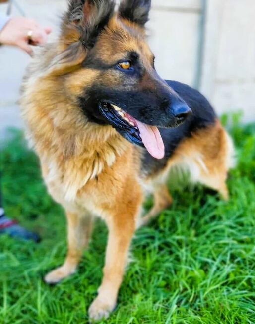 KORA - piękna sunia w typie owczarka szuka domu