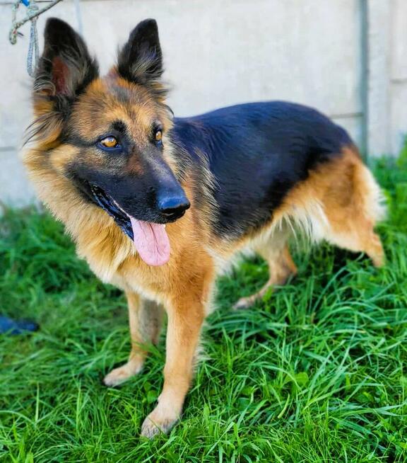 KORA - piękna sunia w typie owczarka szuka domu