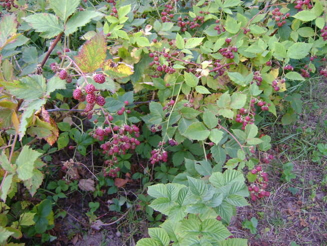 Działka ROD w ogródkach działkowych ul Nałęczowska