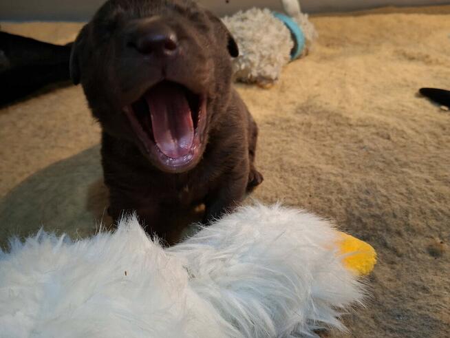 Labradory retriver FCI