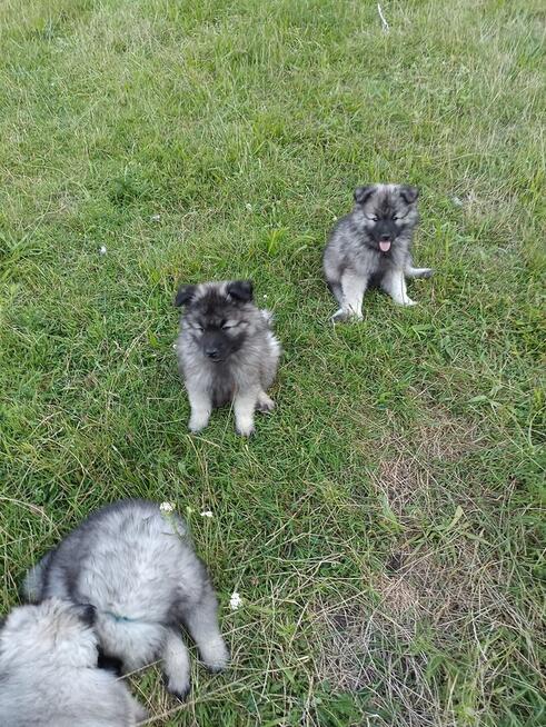 Szpic wilczy wolfspitz, szczeniaki, FCI zkwp