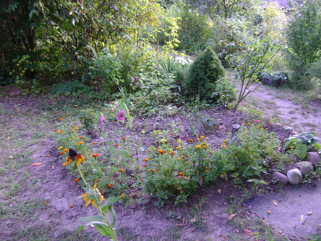 Działka ROD w ogródkach działkowych ul Nałęczowska