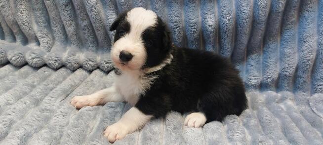 Border Collie szczeniaki czarno-białe piękne