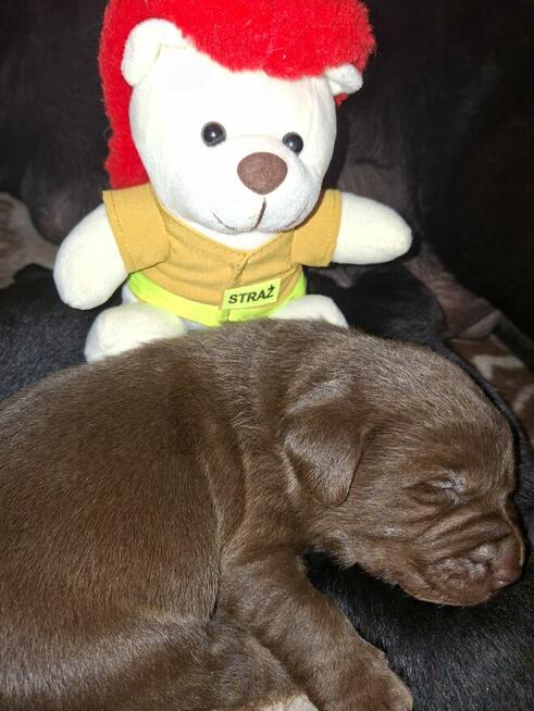 Labradory retriver FCI