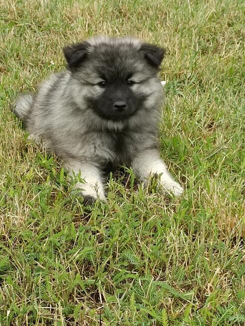 Szpic wilczy wolfspitz, szczeniaki, FCI zkwp