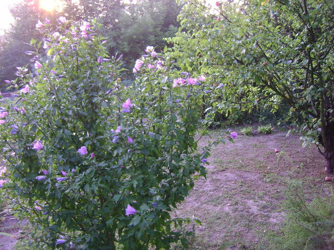 Działka ROD w ogródkach działkowych ul Nałęczowska