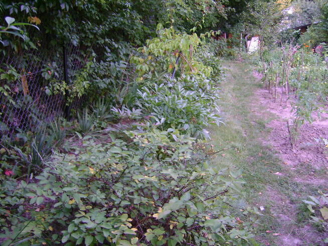 Działka ROD w ogródkach działkowych ul Nałęczowska