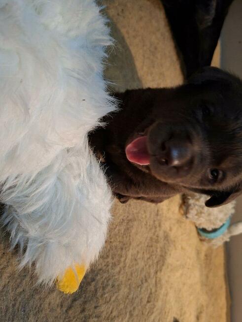 Labradory retriver FCI