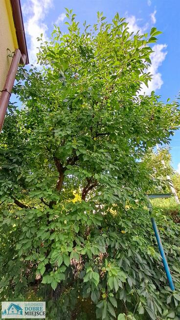 Działka rekreacyjna Mrocza Drzewianowo