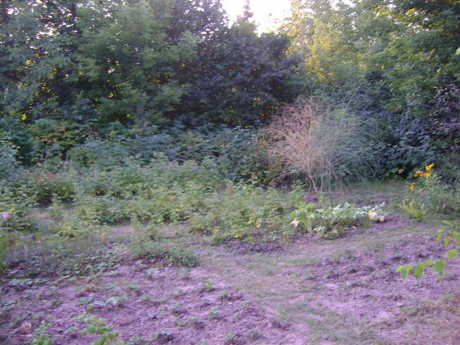 Działka ROD w ogródkach działkowych ul Nałęczowska