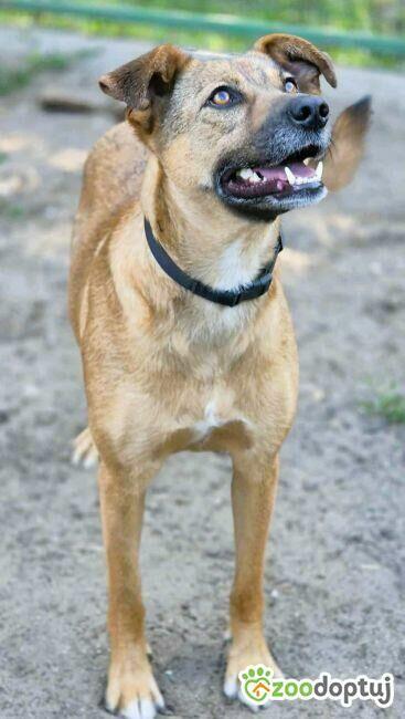 MILUSIA - zwykła sunia o niezwykłym charakterze, ADOPTUJ!