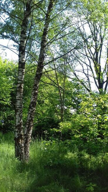 Dzialka rekreacyjna zalesiona 3000 m Lipce Reymontowskie