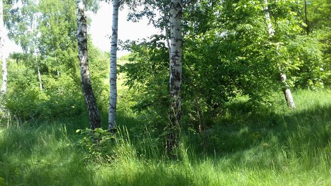 Dzialka rekreacyjna zalesiona 3000 m Lipce Reymontowskie