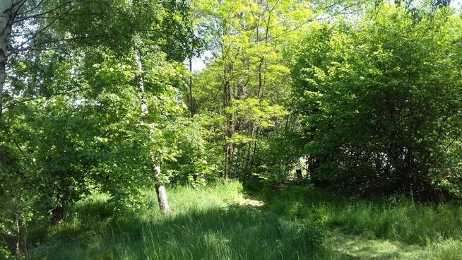 Dzialka rekreacyjna zalesiona 3000 m Lipce Reymontowskie