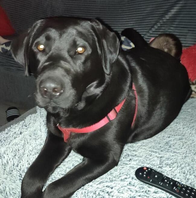 Labradory retriver FCI