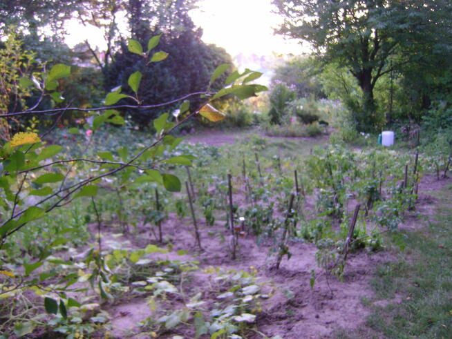 Działka ROD w ogródkach działkowych ul Nałęczowska