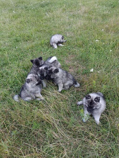 Szpic wilczy wolfspitz, szczeniaki, FCI zkwp