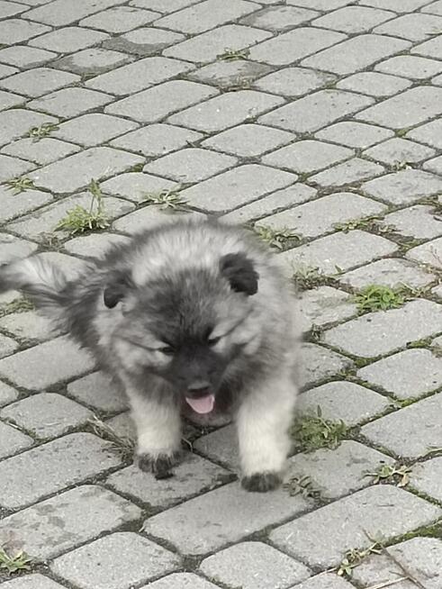 Szpic wilczy wolfspitz, szczeniaki, FCI zkwp