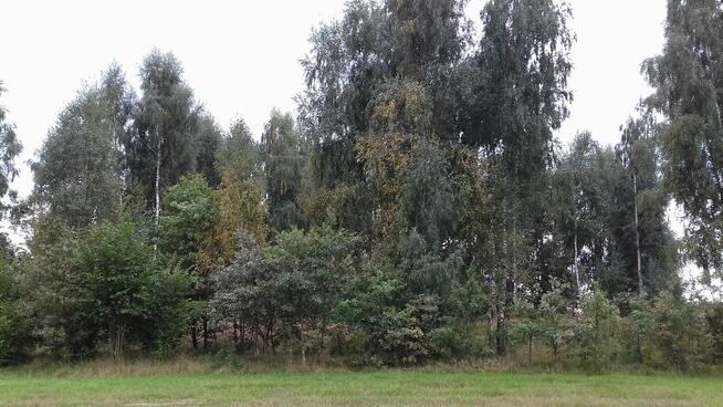 Dzialka rekreacyjna zalesiona 3000 m Lipce Reymontowskie