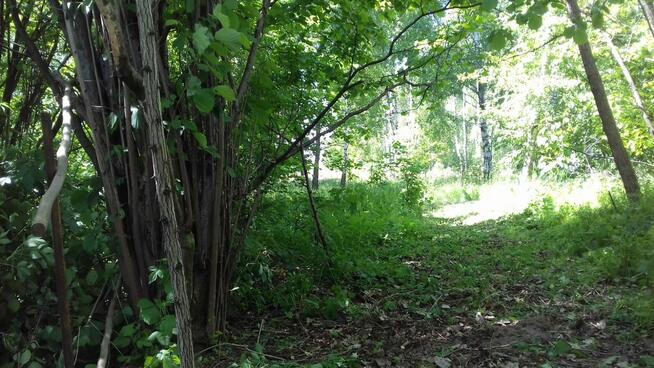 Dzialka rekreacyjna zalesiona 3000 m Lipce Reymontowskie