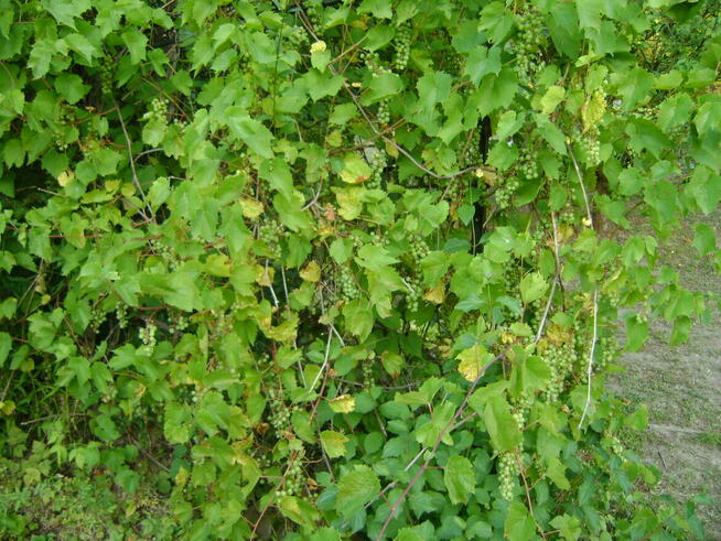 Działka ROD w ogródkach działkowych ul Nałęczowska