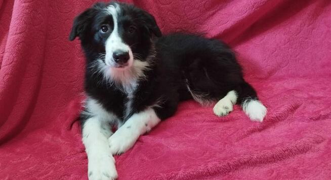 Border Collie szczeniaki pieski