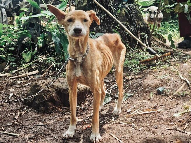 Na karmę pieskom na Filipinach