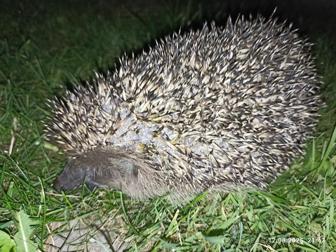 Dom letniskowy działka 1200 m księga wieczysta - właściciel