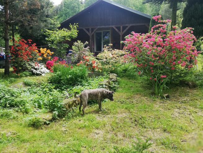 Sprzedam dom w leśnym zaciszu koło Limaniwej/Beskid Wyspowy