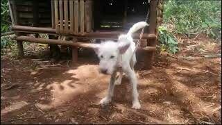 Na karmę pieskom na Filipinach