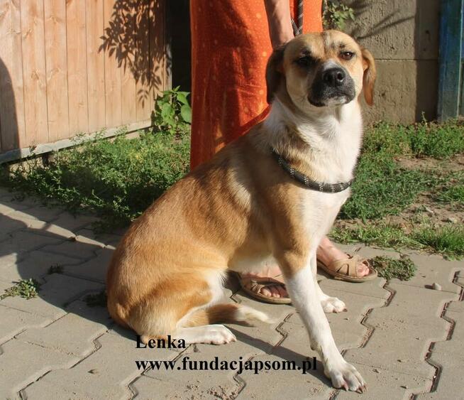 Lenka, spokojna sunia