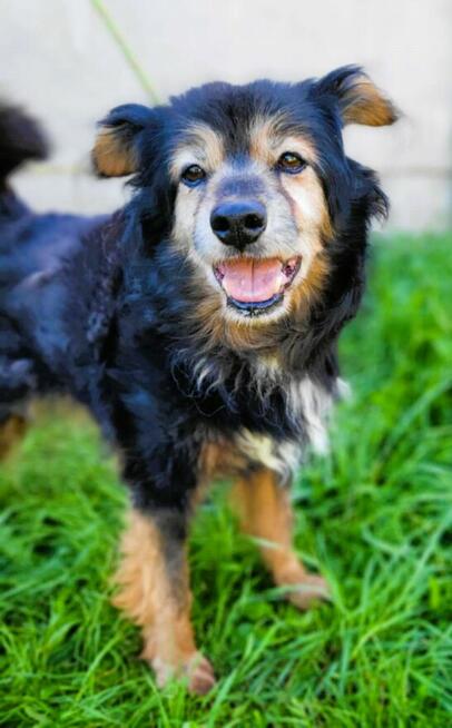DZIADZIO - 12 lat na łańcuchu, teraz schronisko, ADOPTUJ!