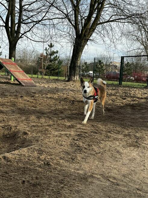Piękna Luna PILNIE szuka kochającej rodziny