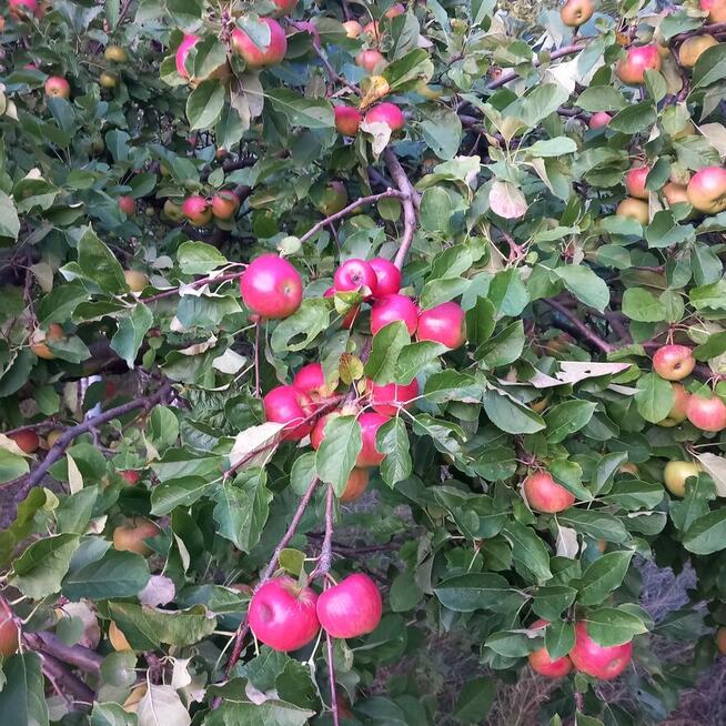 Sprzedam działkę budowlaną