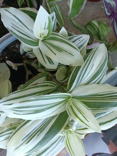 Trzykrotki kolekcjonerskie tradescantia Pallida Purple Heart