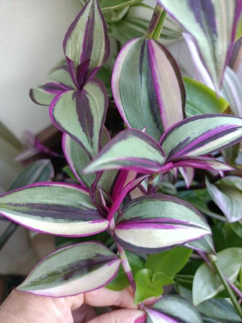 Trzykrotki kolekcjonerskie tradescantia Pallida Purple Heart