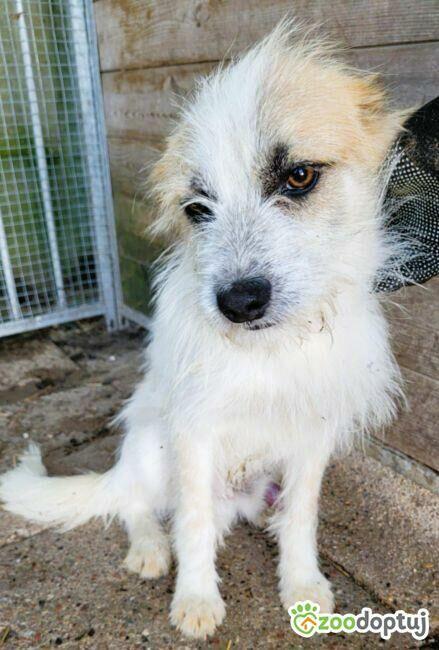 SHREK - piękny, delikatny psiak szuka domu