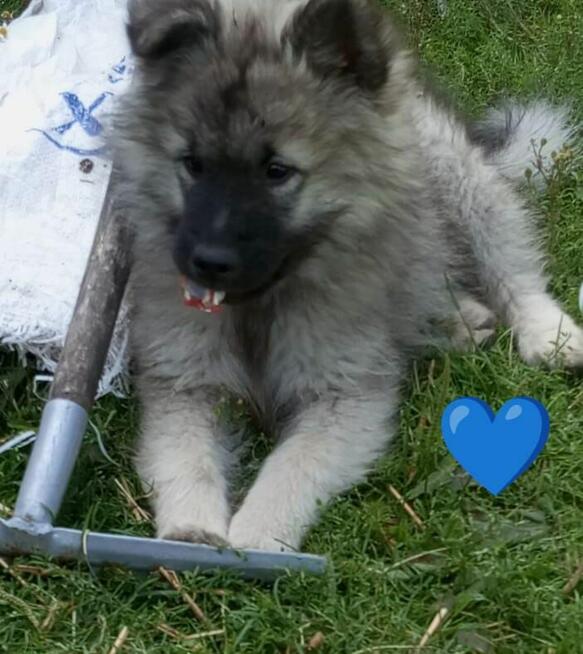 Szpic wilczy wolfspitz, szczeniaki, FCI zkwp