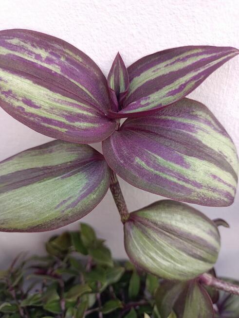 Trzykrotki kolekcjonerskie tradescantia Pallida Purple Heart