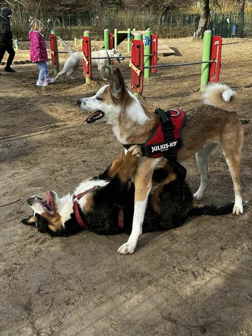 Piękna Luna PILNIE szuka kochającej rodziny