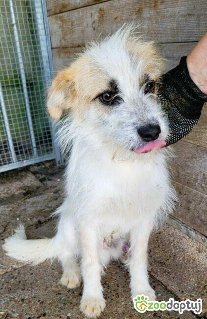 SHREK - piękny, delikatny psiak szuka domu