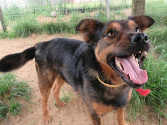 ZIUTEK - kochany psiak od roku czeka na dom