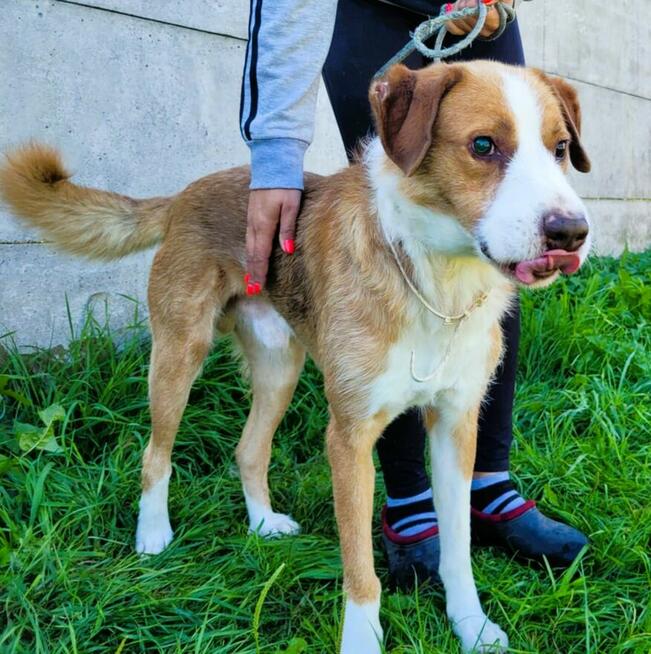 ZEFIR - piękny, niewidomy psiak za kratami, ADOPTUJ