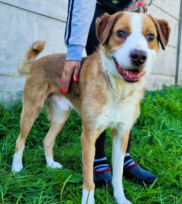 ZEFIR - piękny, niewidomy psiak za kratami, ADOPTUJ