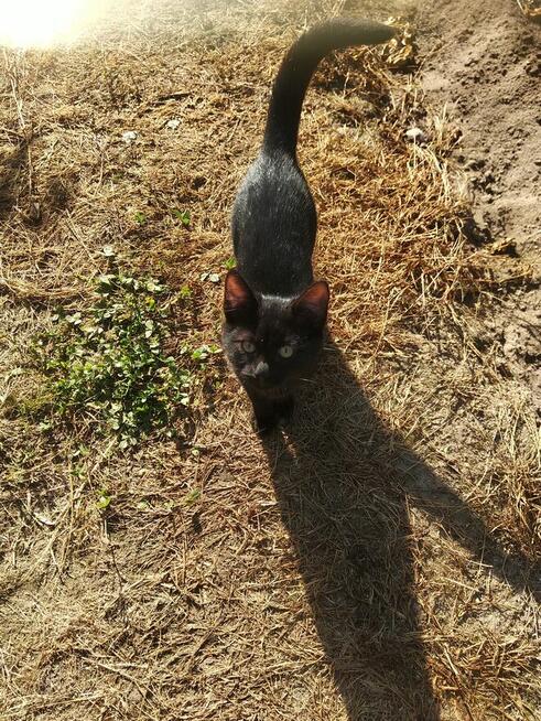 Oddam kota czarnego młody