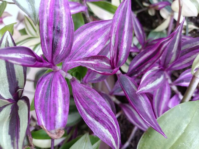 Trzykrotki kolekcjonerskie tradescantia Pallida Purple Heart